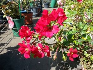 20140607_111539