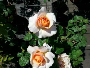 20140607_111544