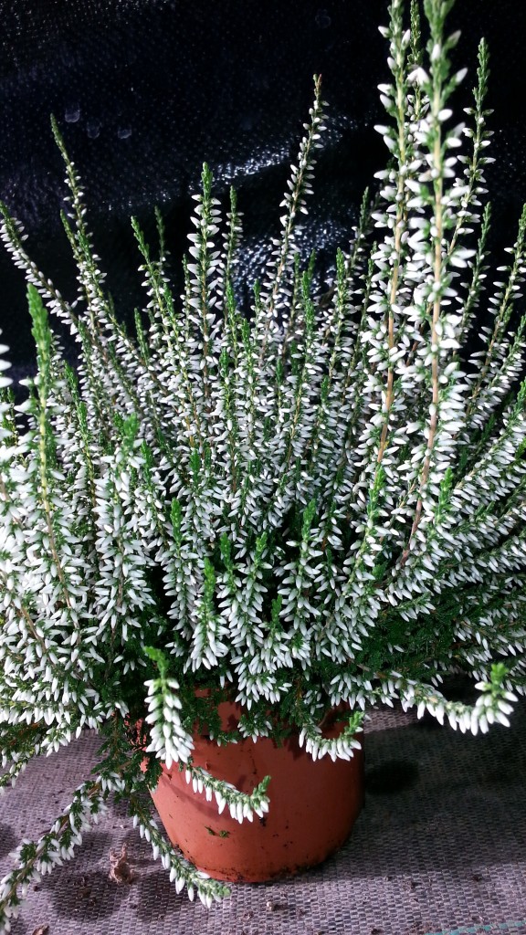 Bruyère blanc