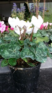 Cyclamen blanc