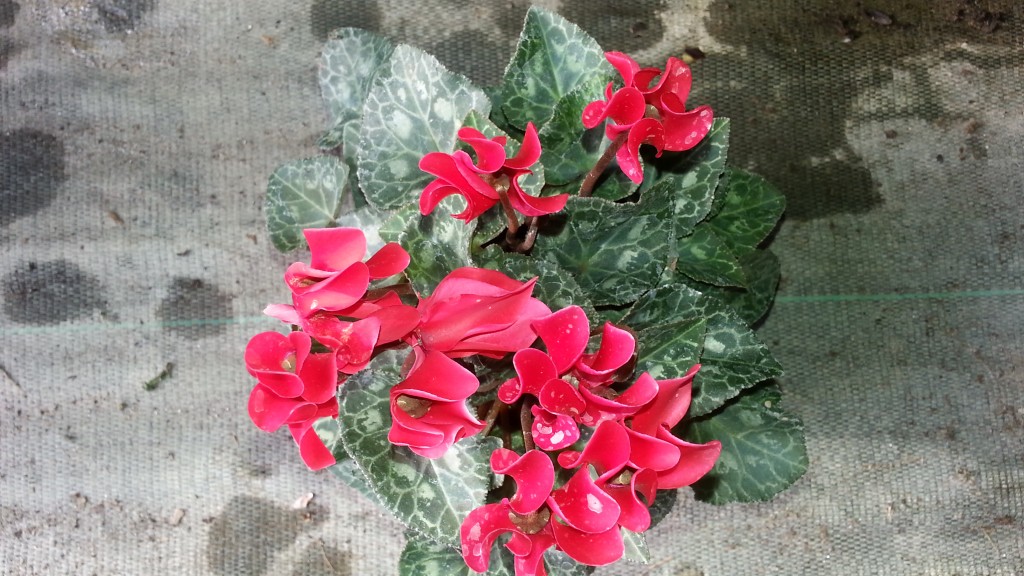 cyclamen rouge