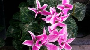cyclamen rose panaché