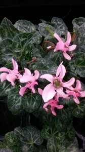 cyclamen rose clair