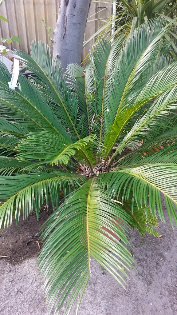 cycas revoluta