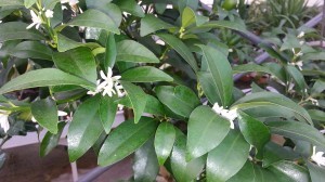 fleurs de kumquat