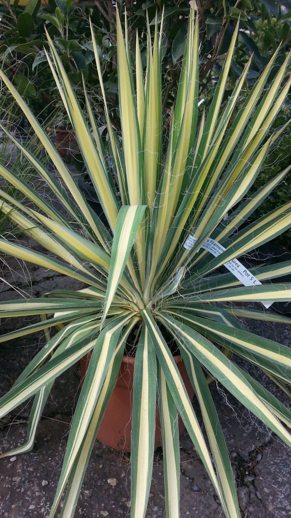 Yucca Filamentosa Aurea