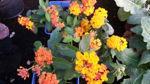 Lantana orange