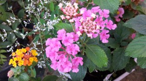 lantana rose 