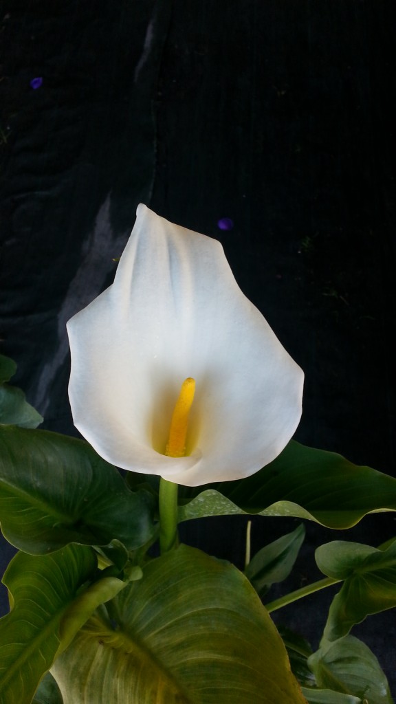 fleur d'arum blanc 2