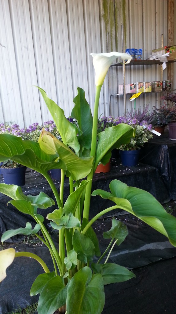 arum blanc