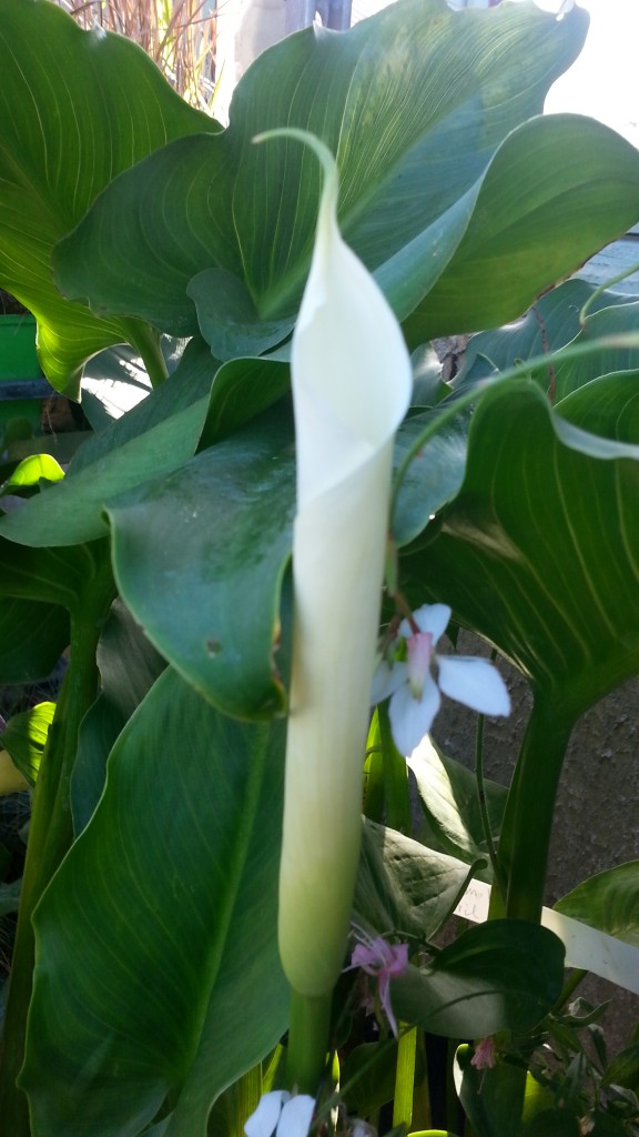 fleur d'arum blanc 