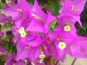 Bougainvillier violet