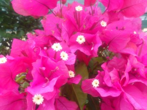 Bougainvillier rose