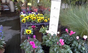 0.65€ pour les pensées et cornutas à l'unité, 3.80€ pour les cyclamen.