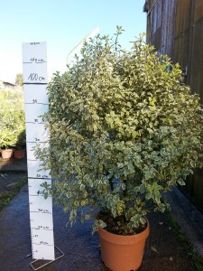 Pittosporum tenuifolium