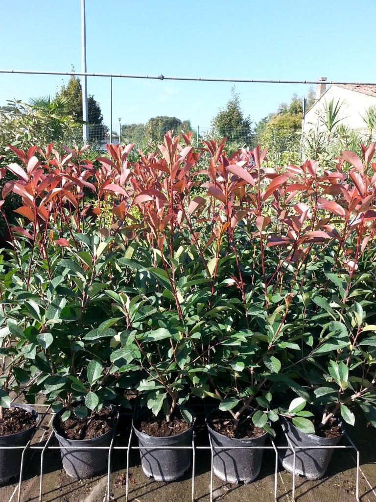 photinia