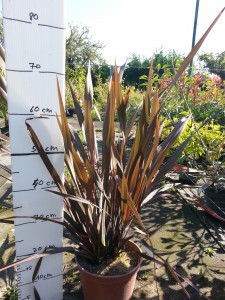 phormium  pourpre