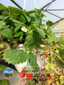 suspension de fraisier 