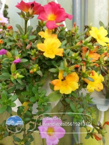 Pourpier, Portulaca