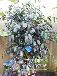ficus 