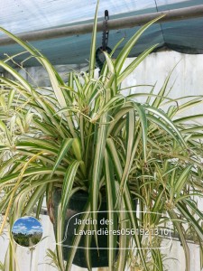 chlorophytum