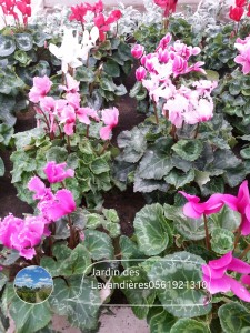 gros cyclamens
