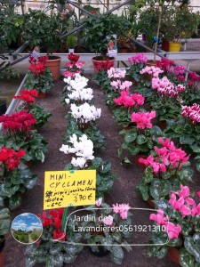mini-cyclamens