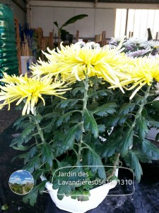 chrysanthèmes 'Tokyo'