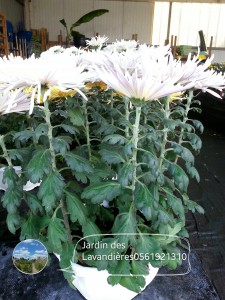 chrysanthèmes 'Tokyo'