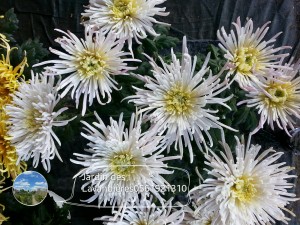 chrysanthèmes 