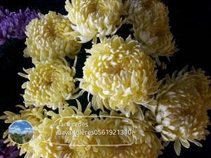 chrysanthèmes