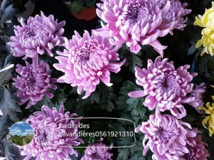 chrysanthèmes