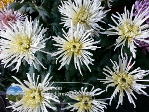 chrysanthème 
