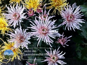 chrysanthèmes