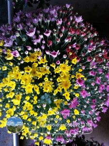 chrysanthème