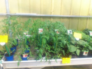 pieds des tomates