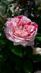 20150505_140527