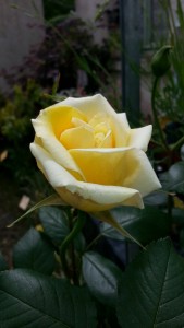 20150505_140557