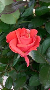 20150505_140619