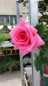 20150505_140626
