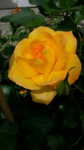 20150505_140722